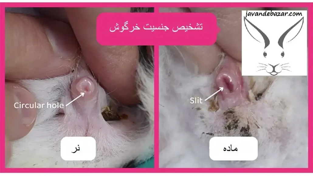 تشخیص-جنسیت-خرگوش