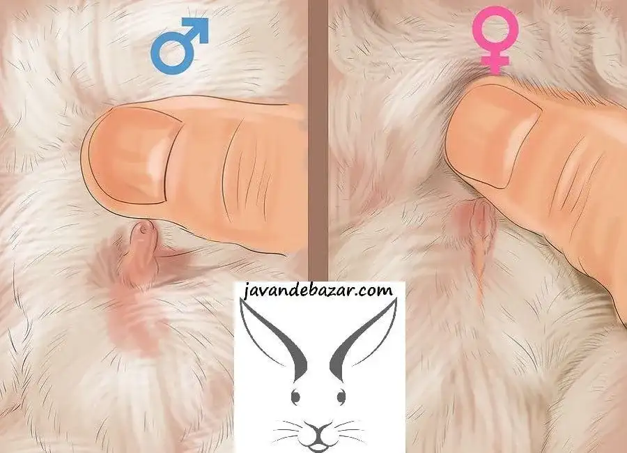 تعیین جنسیت خرگوش
