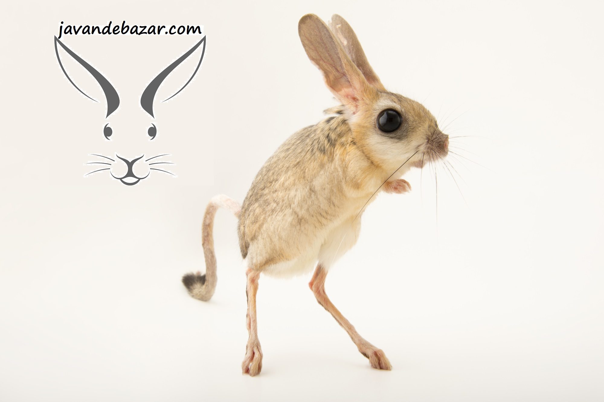 موش کانگورو