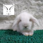 خرگوش لوپ سفید
