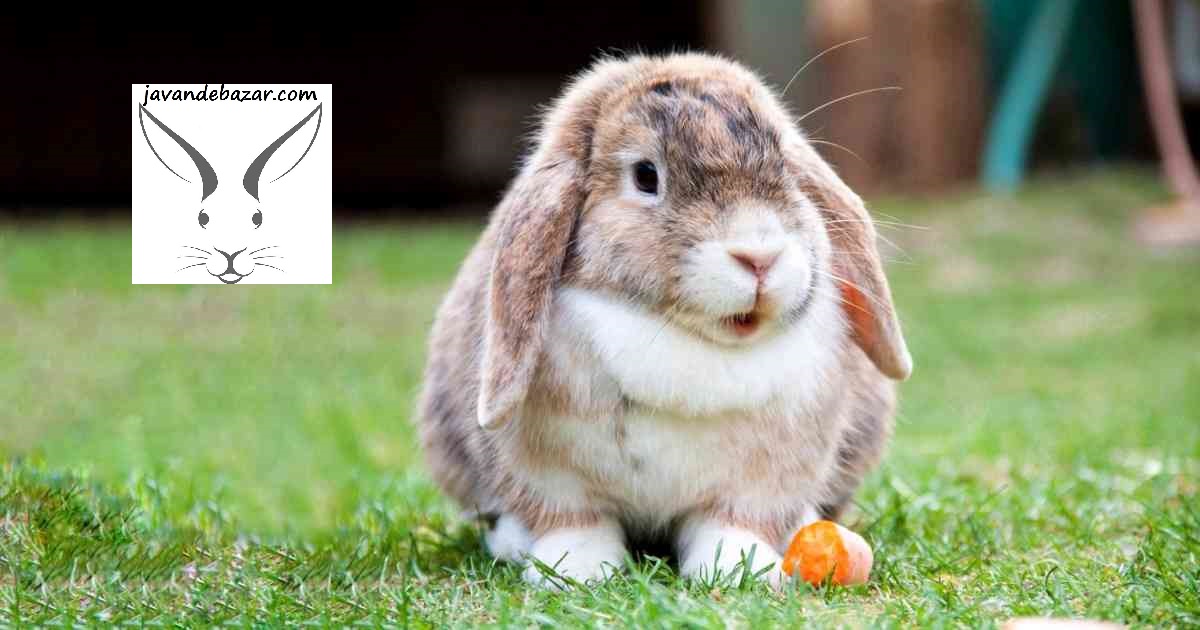 غذا ممنوع خرگوش