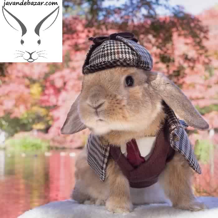 لباس خرگوش