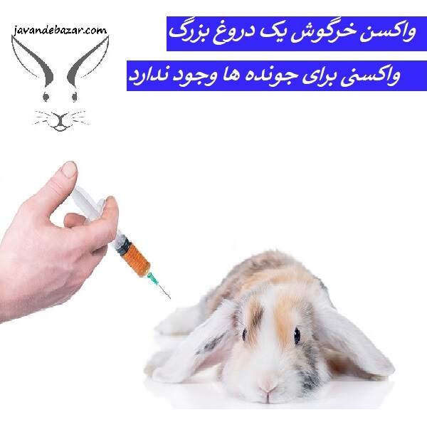 واکسن خرگوش