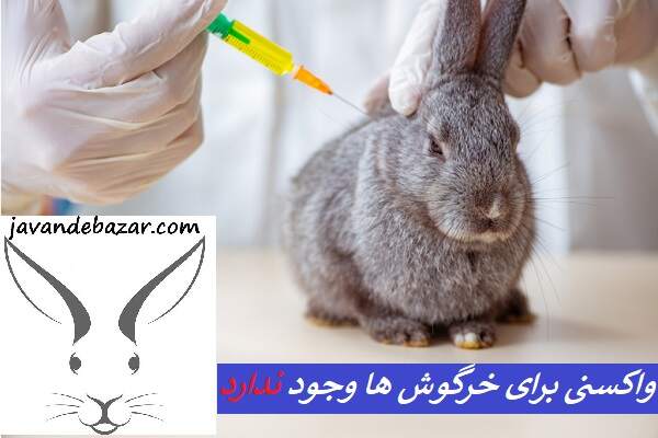 واکسن خرگوش
