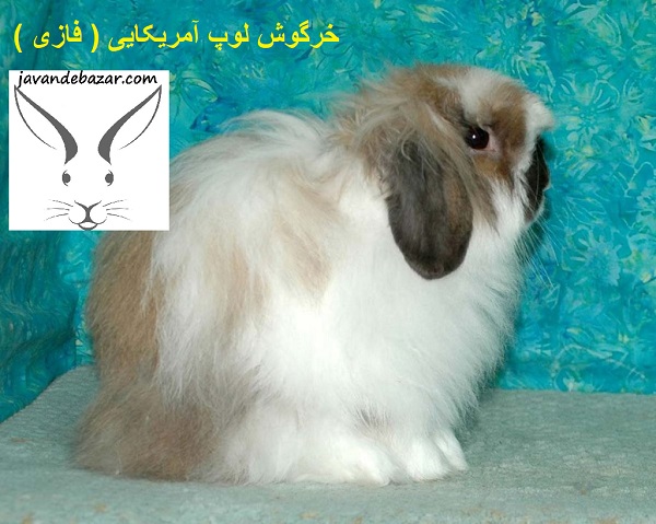 خرگوش لوپ آمریکایی فازی
