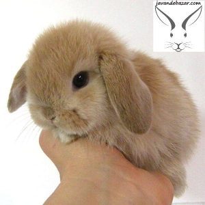 بعد از خرید خرگوش