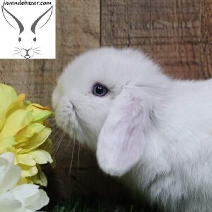 خرگوش ترکیش لوپ سفید چشم آبی
