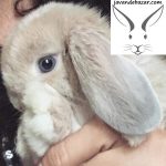 خرگوش ترکیش لوپ سفید چشم آبی