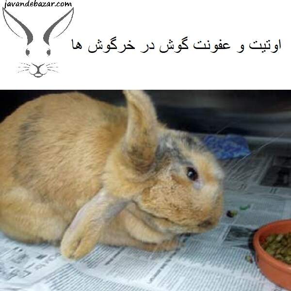 اوتیت خرگوش
