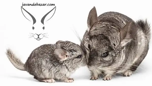 چینچیلا با بچه